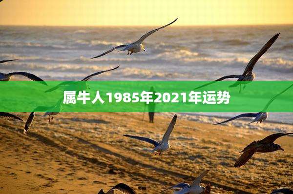 属牛人1985年2021年运势