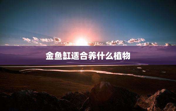 金鱼缸适合养什么植物