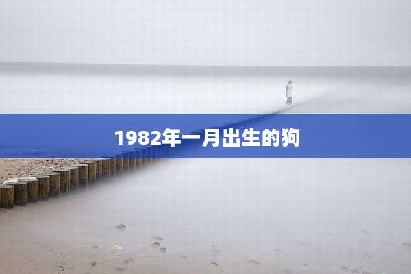 1982年一月出生的狗