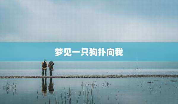 梦见一只狗扑向我