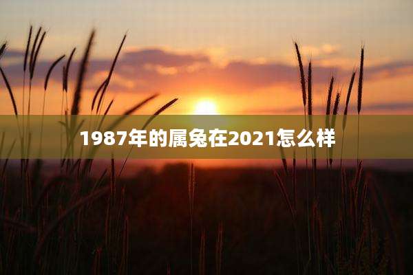 1987年的属兔在2021怎么样