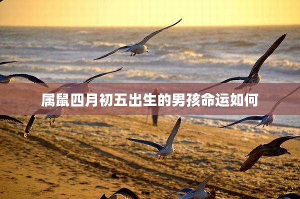 属鼠四月初五出生的男孩命运如何