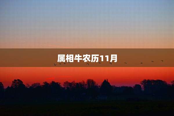 属相牛农历11月