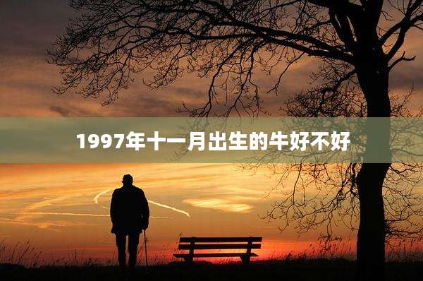 1997年十一月出生的牛好不好