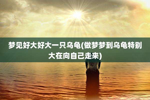 梦见好大好大一只乌龟(做梦梦到乌龟特别大在向自己走来)