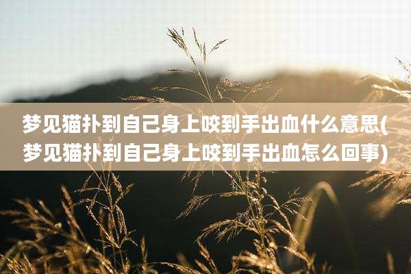 梦见猫扑到自己身上咬到手出血什么意思(梦见猫扑到自己身上咬到手出血怎么回事)
