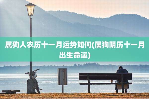 属狗人农历十一月运势如何(属狗阴历十一月出生命运)