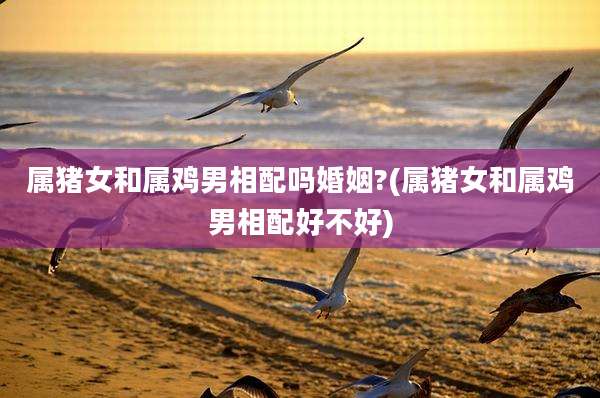 属猪女和属鸡男相配吗婚姻?(属猪女和属鸡男相配好不好)