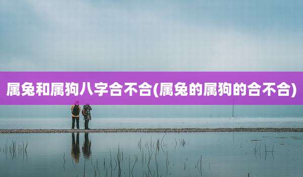 属兔和属狗八字合不合(属兔的属狗的合不合)