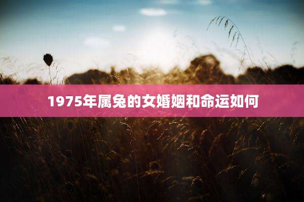 1975年属兔的女婚姻和命运如何