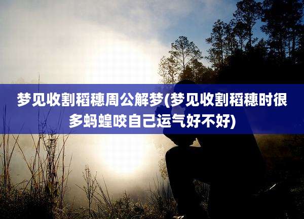 梦见收割稻穗周公解梦(梦见收割稻穗时很多蚂蝗咬自己运气好不好)
