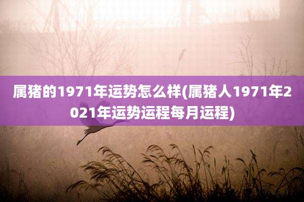 属猪的1971年运势怎么样(属猪人1971年2021年运势运程每月运程)