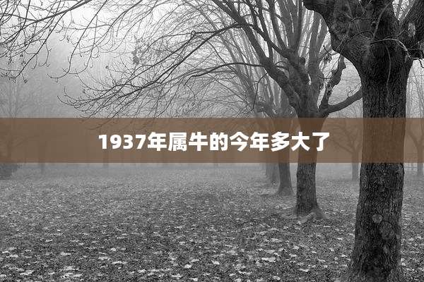 1937年属牛的今年多大了