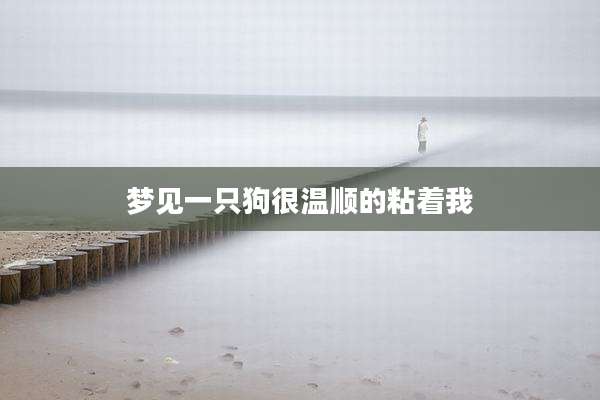 梦见一只狗很温顺的粘着我