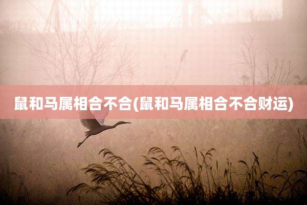 鼠和马属相合不合(鼠和马属相合不合财运)