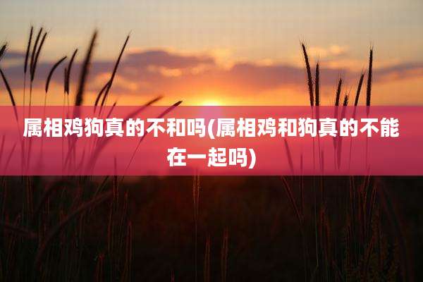 属相鸡狗真的不和吗(属相鸡和狗真的不能在一起吗)