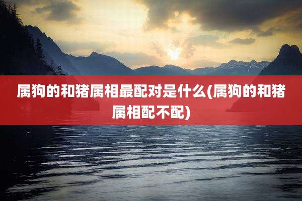 属狗的和猪属相最配对是什么(属狗的和猪属相配不配)