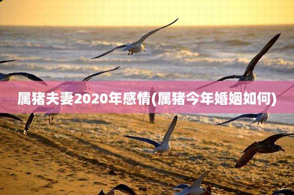 属猪夫妻2020年感情(属猪今年婚姻如何)
