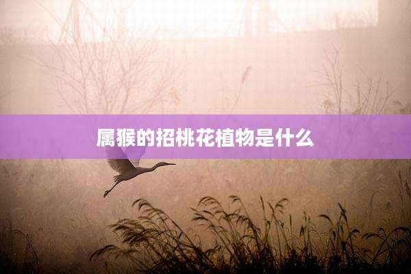 属猴的招桃花植物是什么
