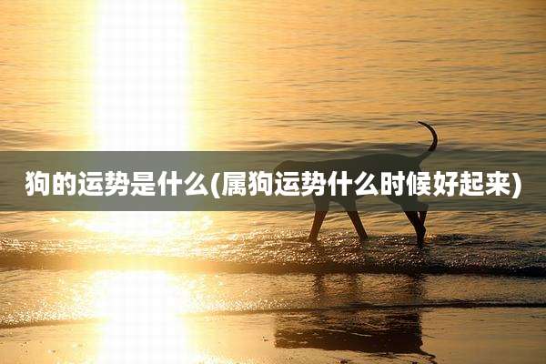 狗的运势是什么(属狗运势什么时候好起来)