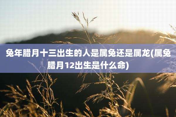 兔年腊月十三出生的人是属兔还是属龙(属兔腊月12出生是什么命)