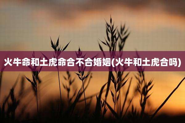 火牛命和土虎命合不合婚姻(火牛和土虎合吗)