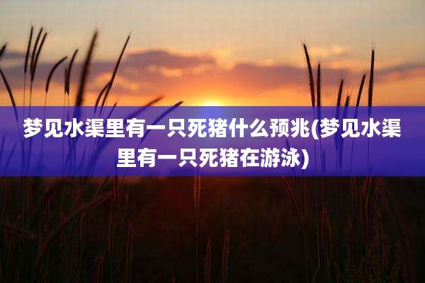 梦见水渠里有一只死猪什么预兆(梦见水渠里有一只死猪在游泳)