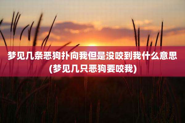 梦见几条恶狗扑向我但是没咬到我什么意思(梦见几只恶狗要咬我)