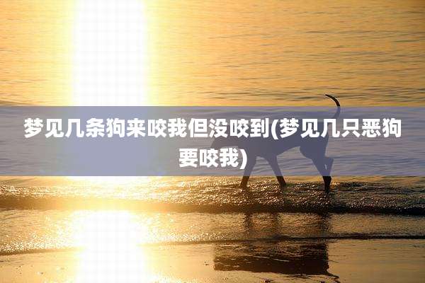 梦见几条狗来咬我但没咬到(梦见几只恶狗要咬我)