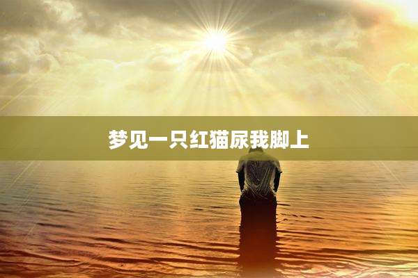 梦见一只红猫尿我脚上