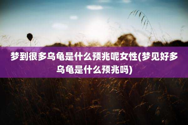 梦到很多乌龟是什么预兆呢女性(梦见好多乌龟是什么预兆吗)