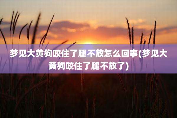 梦见大黄狗咬住了腿不放怎么回事(梦见大黄狗咬住了腿不放了)
