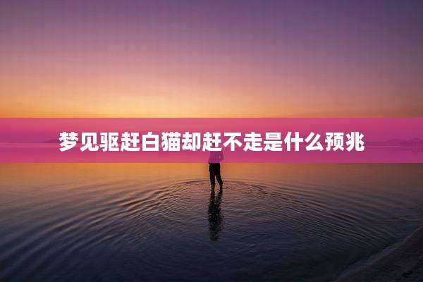 梦见驱赶白猫却赶不走是什么预兆