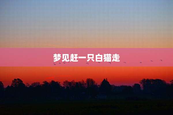 梦见赶一只白猫走