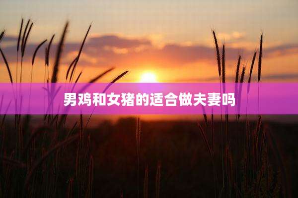 男鸡和女猪的适合做夫妻吗