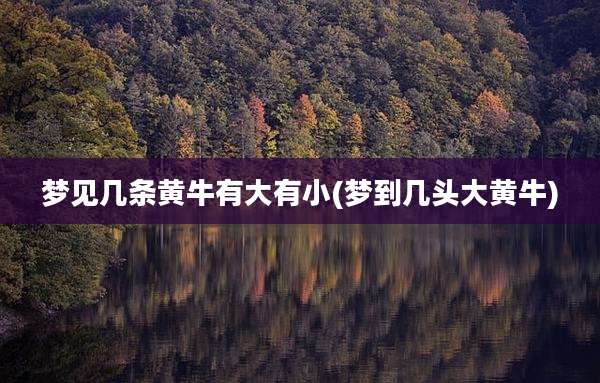 梦见几条黄牛有大有小(梦到几头大黄牛)