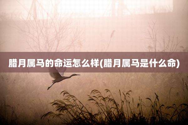 腊月属马的命运怎么样(腊月属马是什么命)