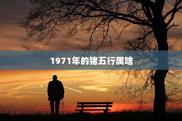 1971年的猪五行属啥