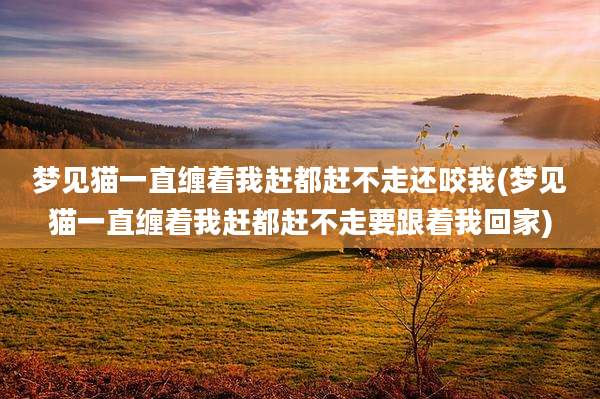 梦见猫一直缠着我赶都赶不走还咬我(梦见猫一直缠着我赶都赶不走要跟着我回家)