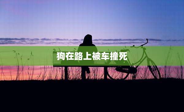狗在路上被车撞死