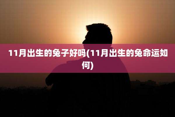11月出生的兔子好吗(11月出生的兔命运如何)