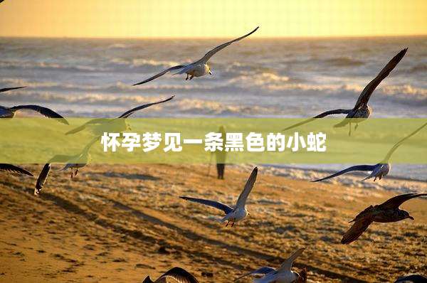 怀孕梦见一条黑色的小蛇