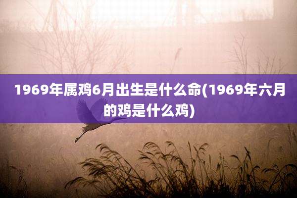 1969年属鸡6月出生是什么命(1969年六月的鸡是什么鸡)