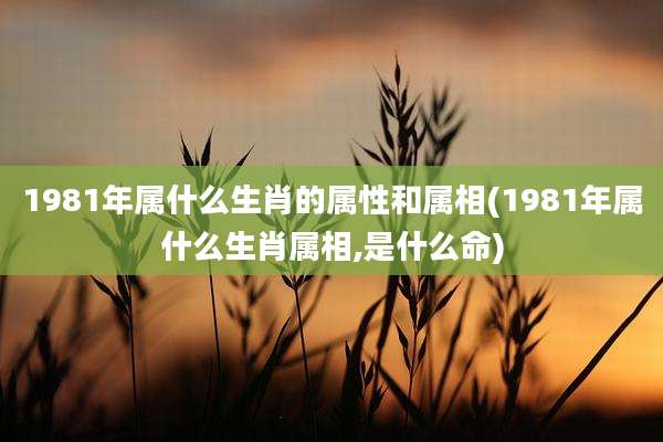 1981年属什么生肖的属性和属相(1981年属什么生肖属相,是什么命)