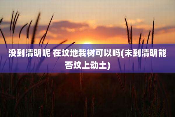 没到清明呢 在坟地栽树可以吗(未到清明能否坟上动土)