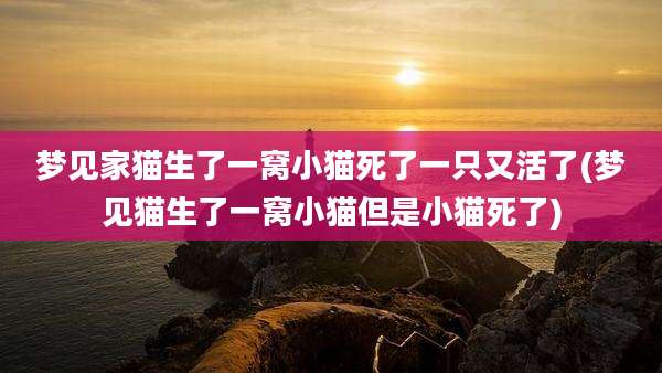 梦见家猫生了一窝小猫死了一只又活了(梦见猫生了一窝小猫但是小猫死了)