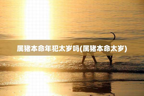 属猪本命年犯太岁吗(属猪本命太岁)