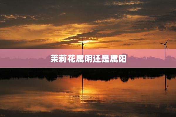 茉莉花属阴还是属阳