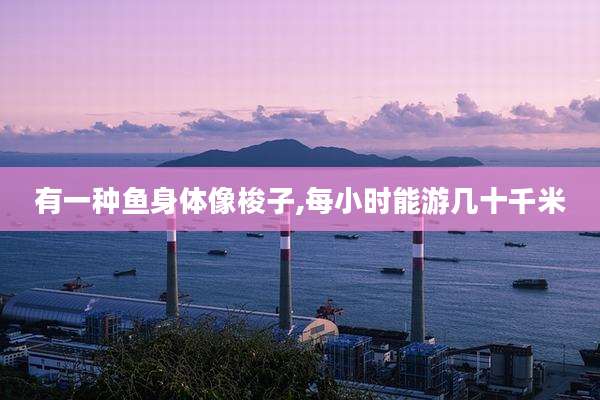 有一种鱼身体像梭子,每小时能游几十千米