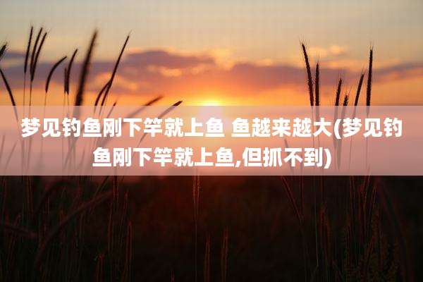 梦见钓鱼刚下竿就上鱼 鱼越来越大(梦见钓鱼刚下竿就上鱼,但抓不到)